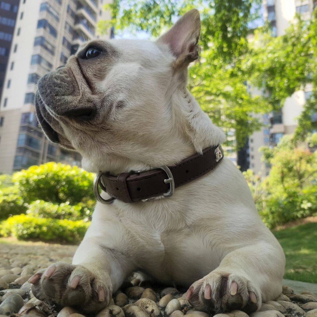 法国斗牛犬成年多重图片