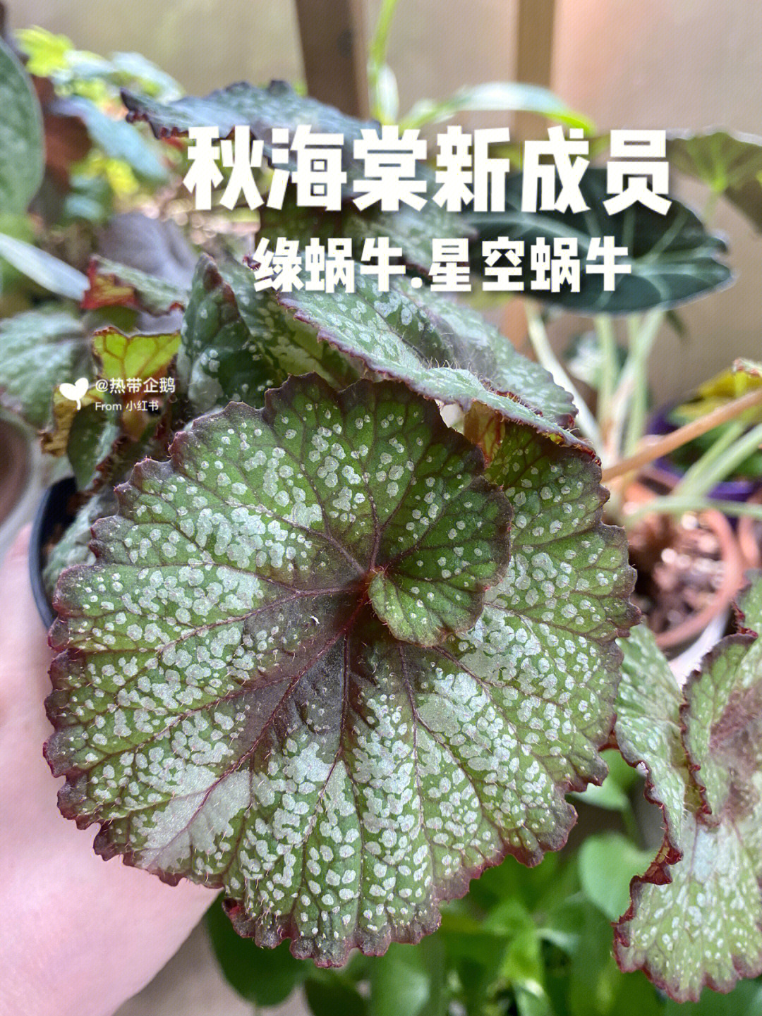 秋海棠系列74绿蜗牛