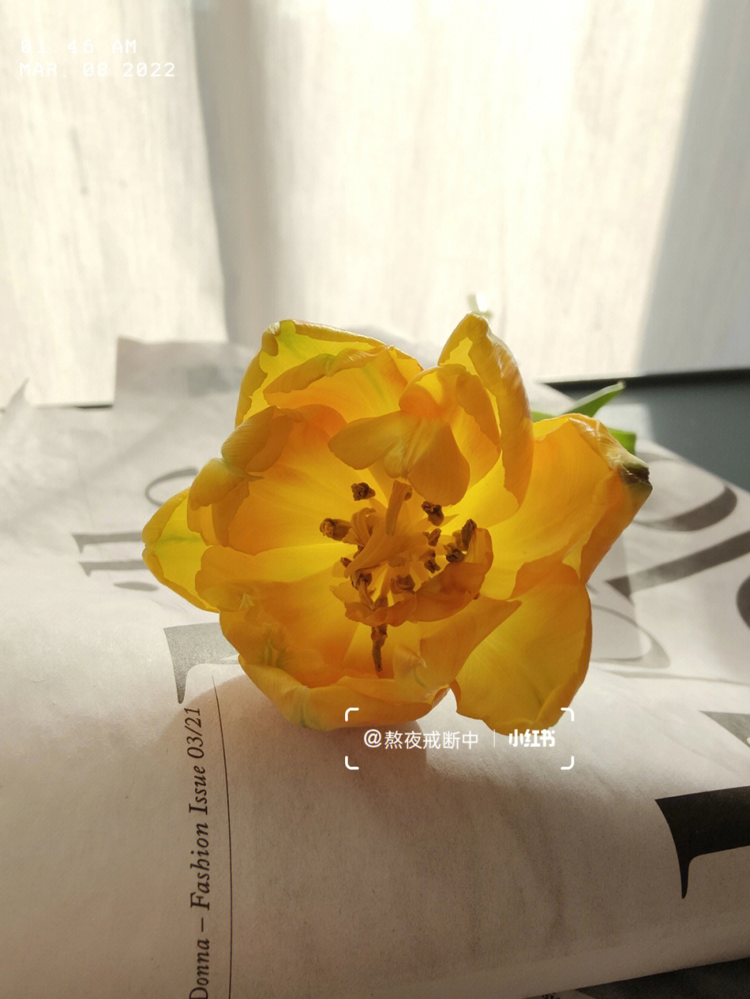 橙色郁金香的花语图片