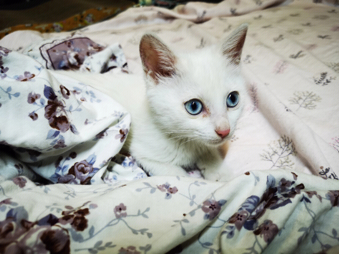 北京白毛蓝眼猫白毛猫白毛猫有哪些品种白毛蓝眼睛蓝眼猫白毛蓝眼猫