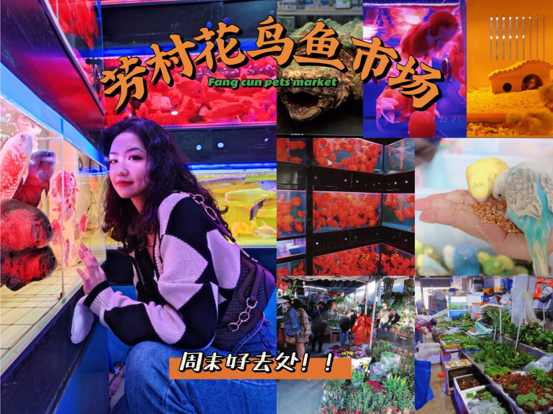 广州汾水花鸟市场图片