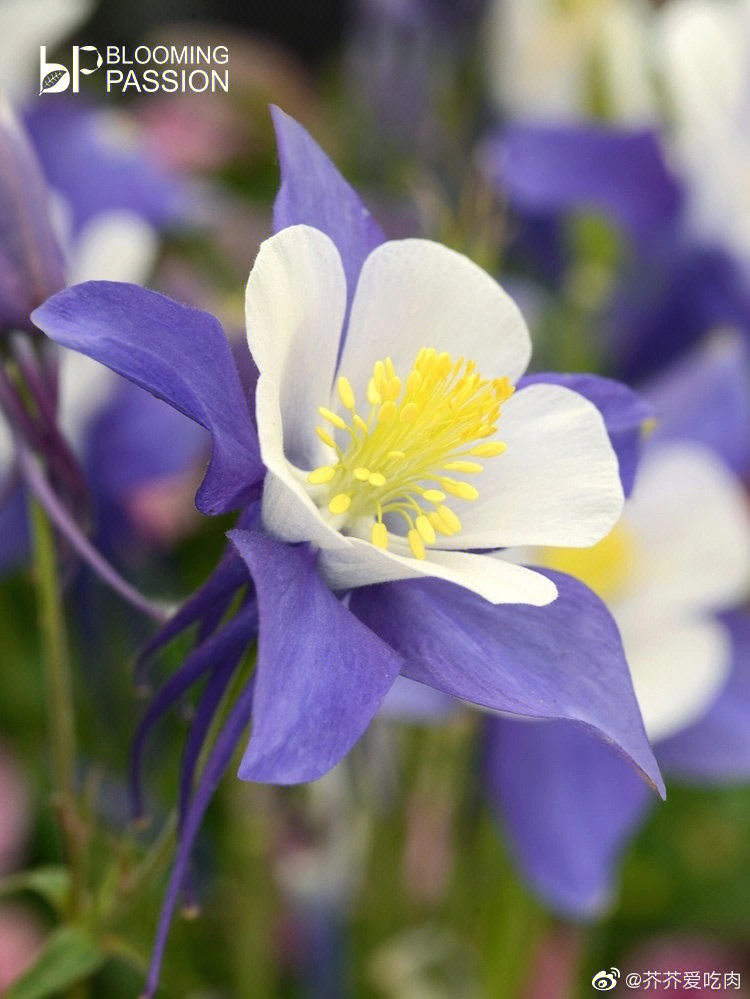 紫花耧斗菜药用价值图片