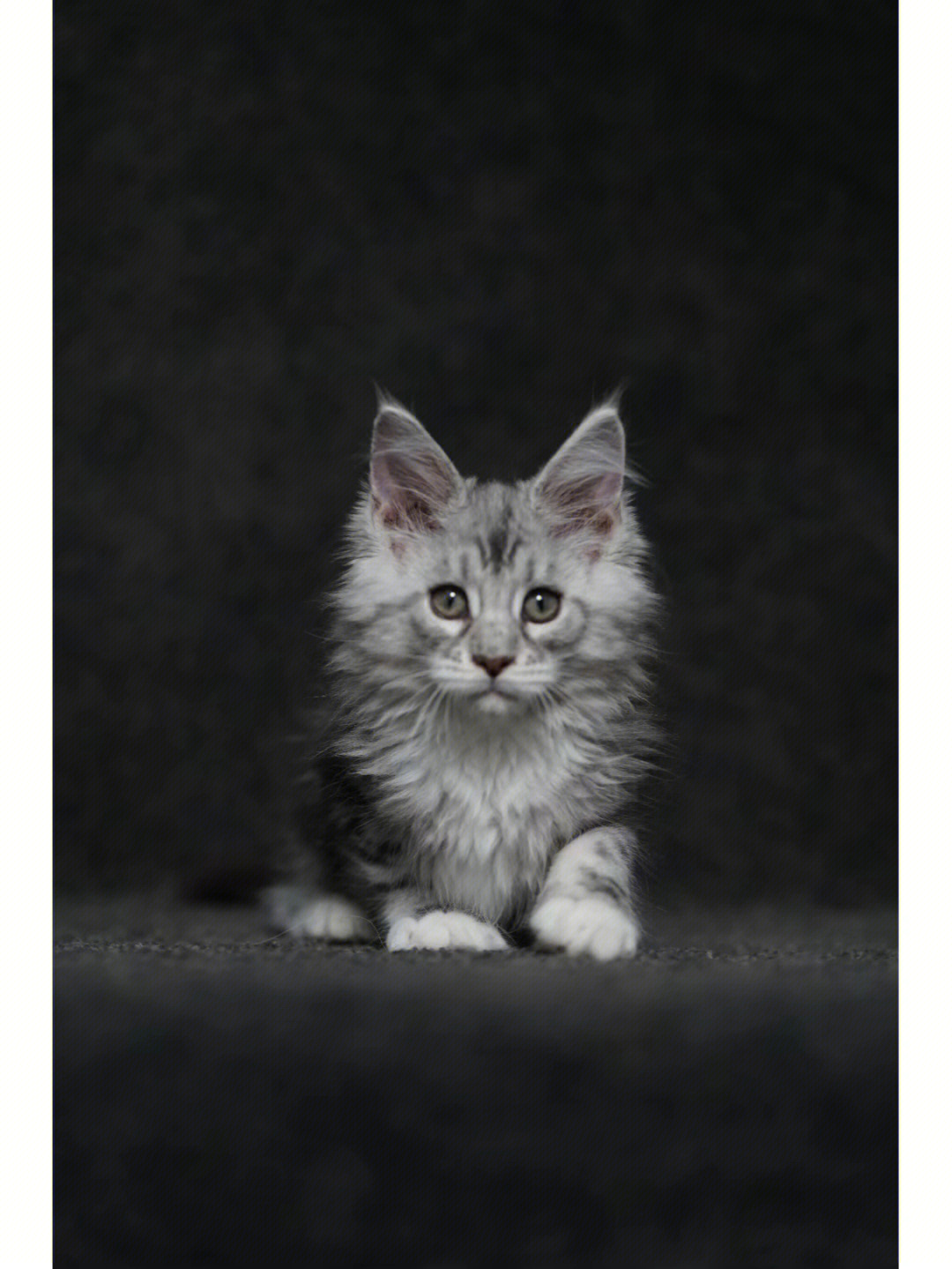 灰色的猫名字图片