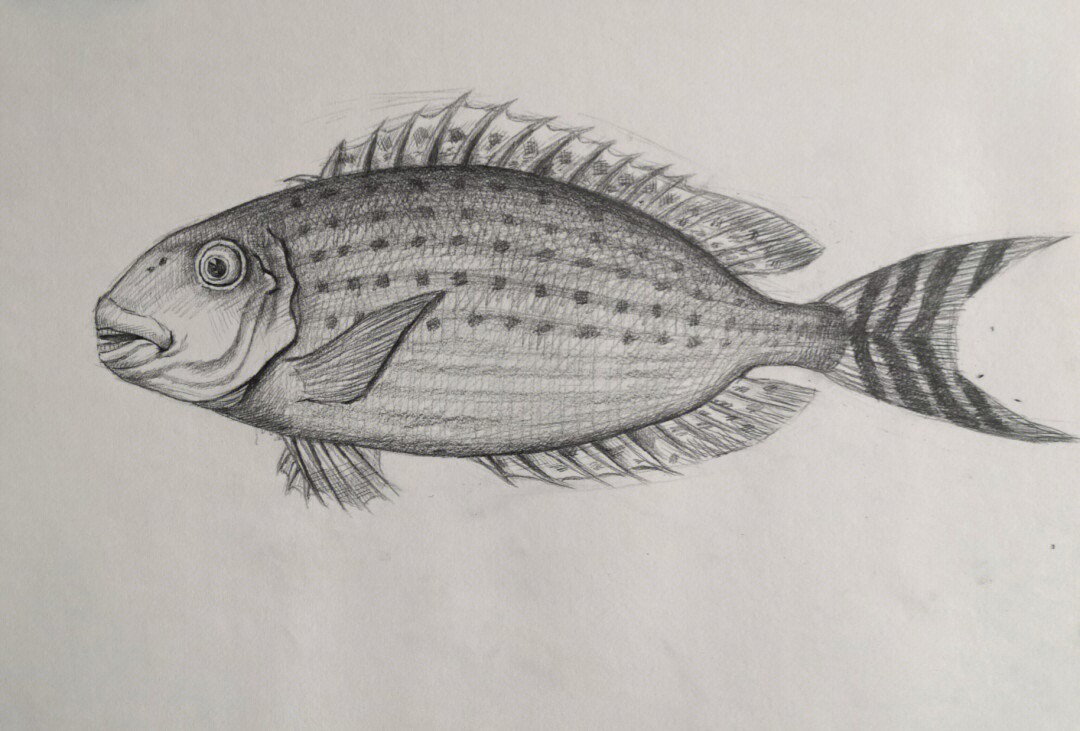 素描画鱼