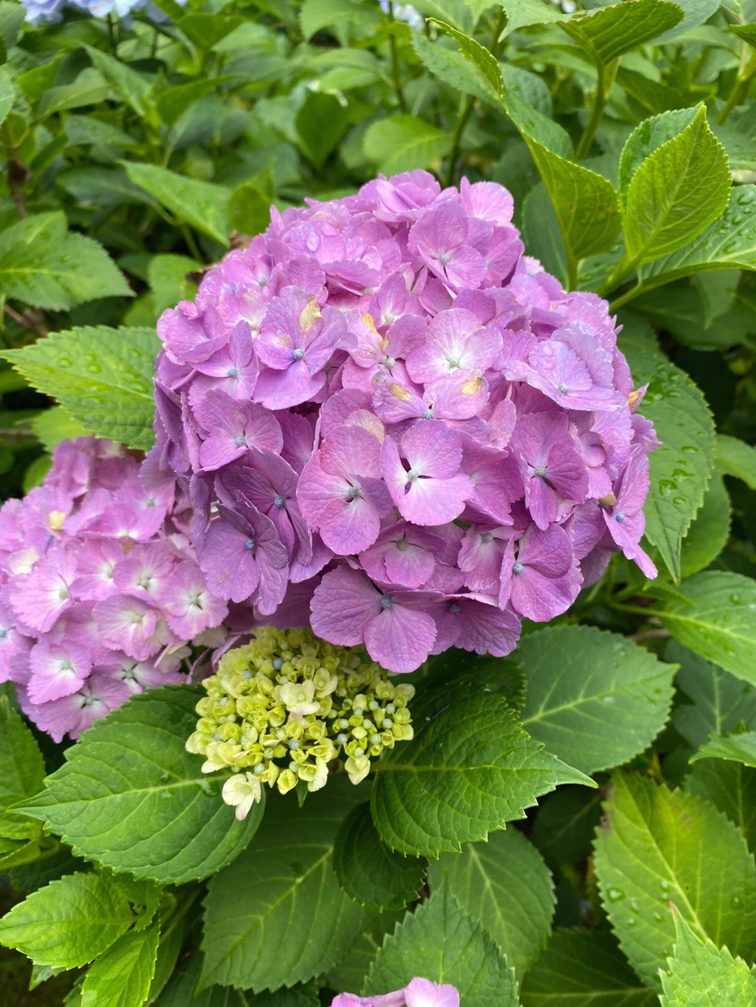 紫阳花花萼图片