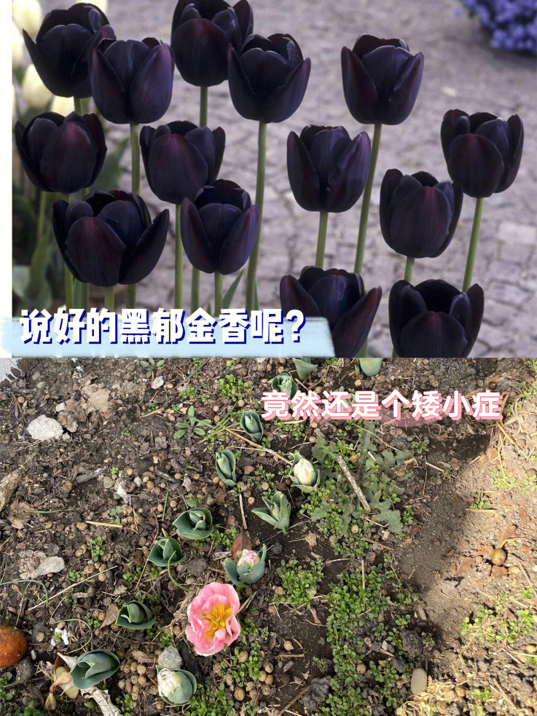 黑郁金香简介图片