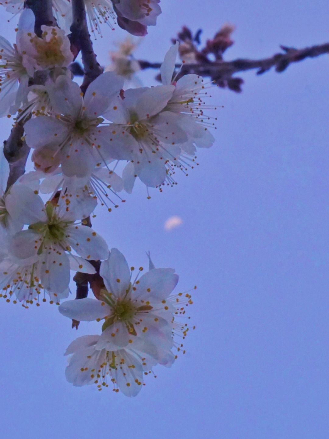 春天和樱桃花