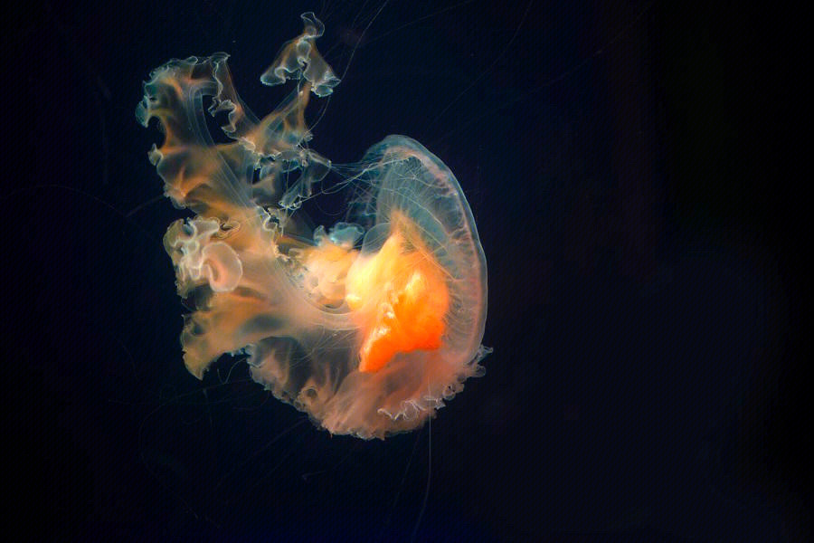 海底生物水母介绍图片