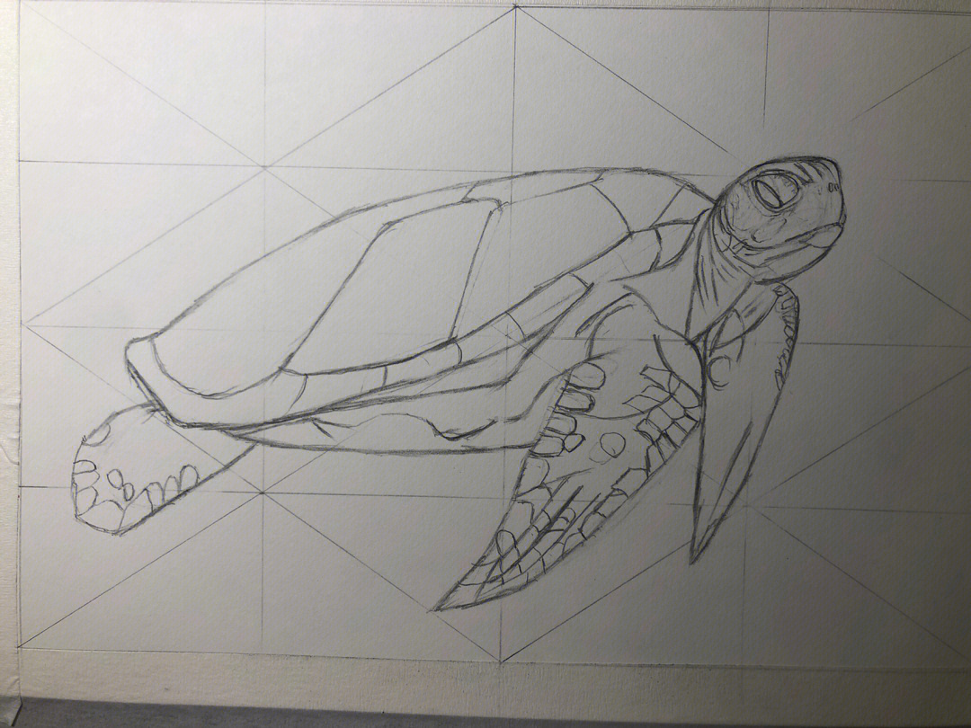 玳瑁海龟简笔画图片