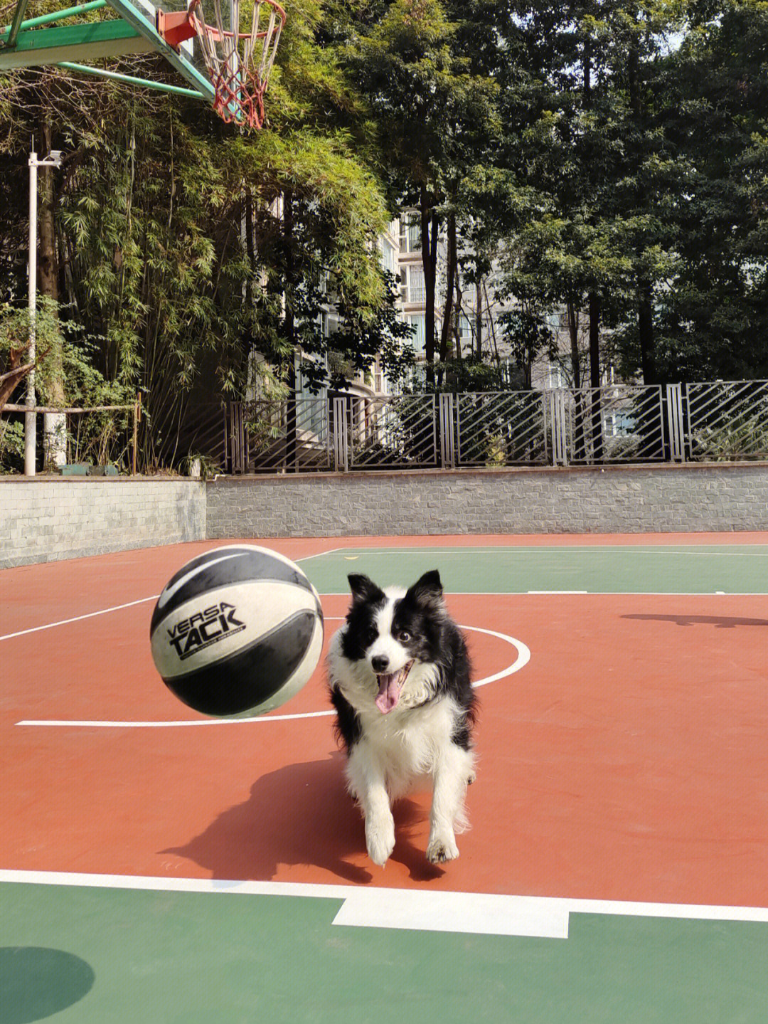 大学篮球体育狗图片