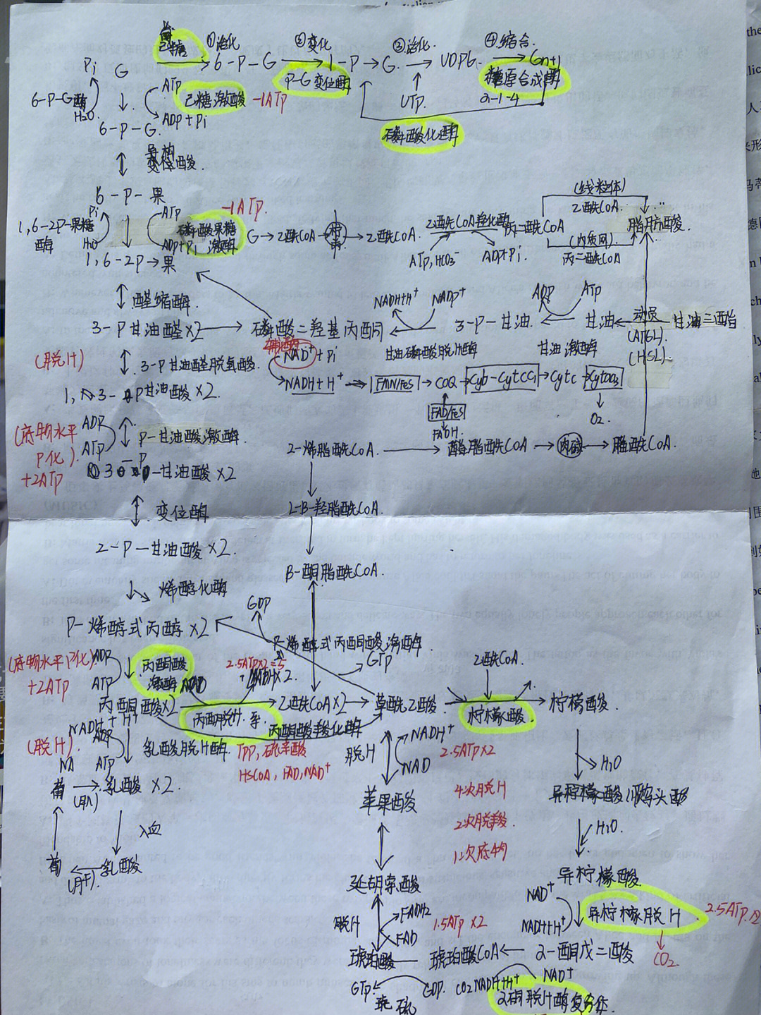 糖异生途径思维导图图片