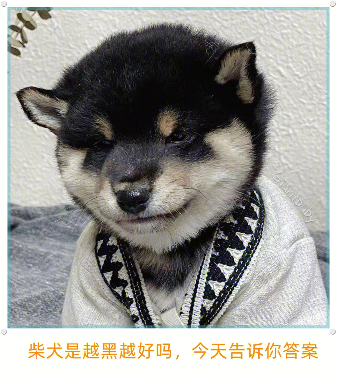 折耳黑柴犬图片