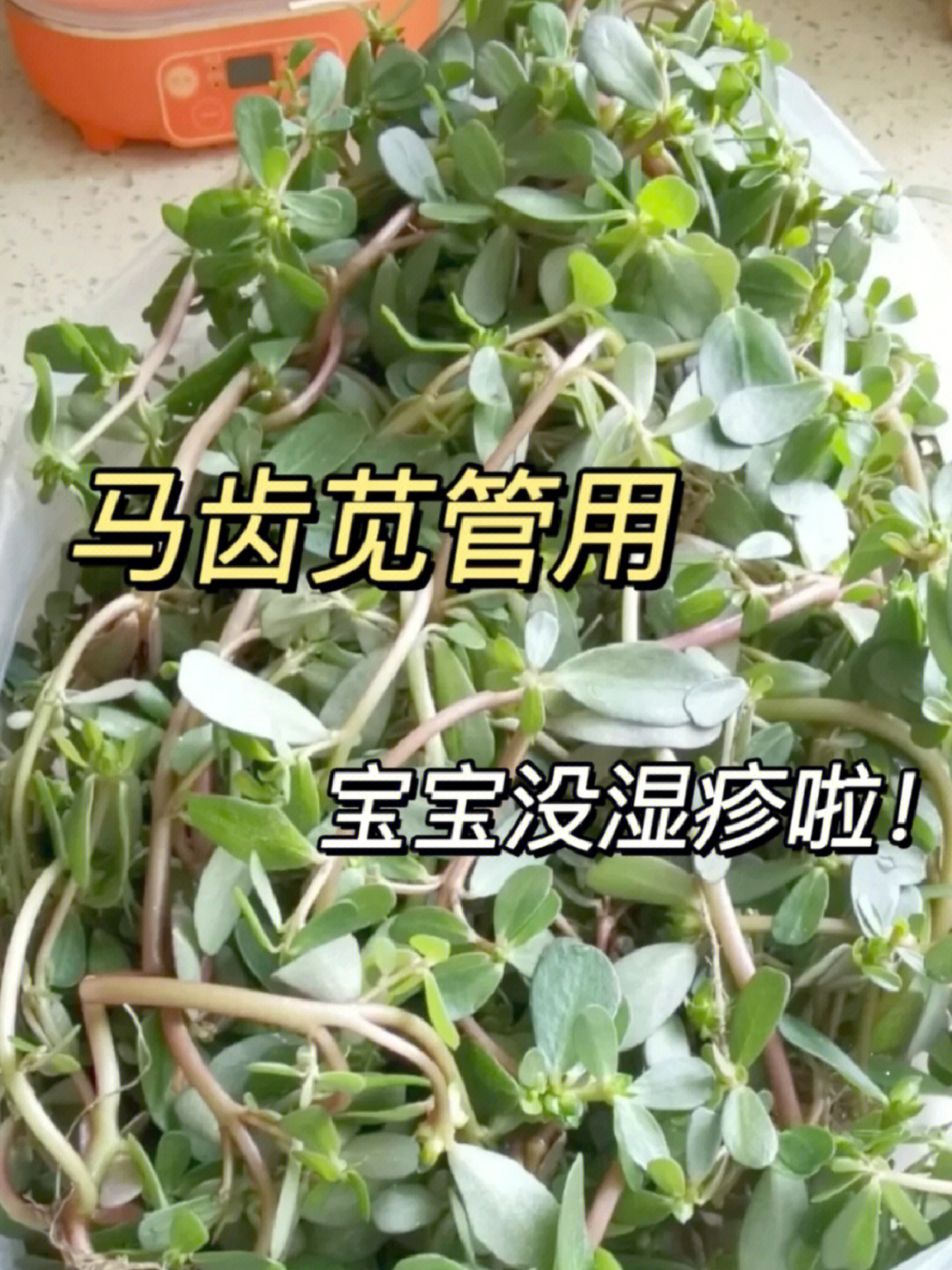 马齿笕去湿疹的方法图片