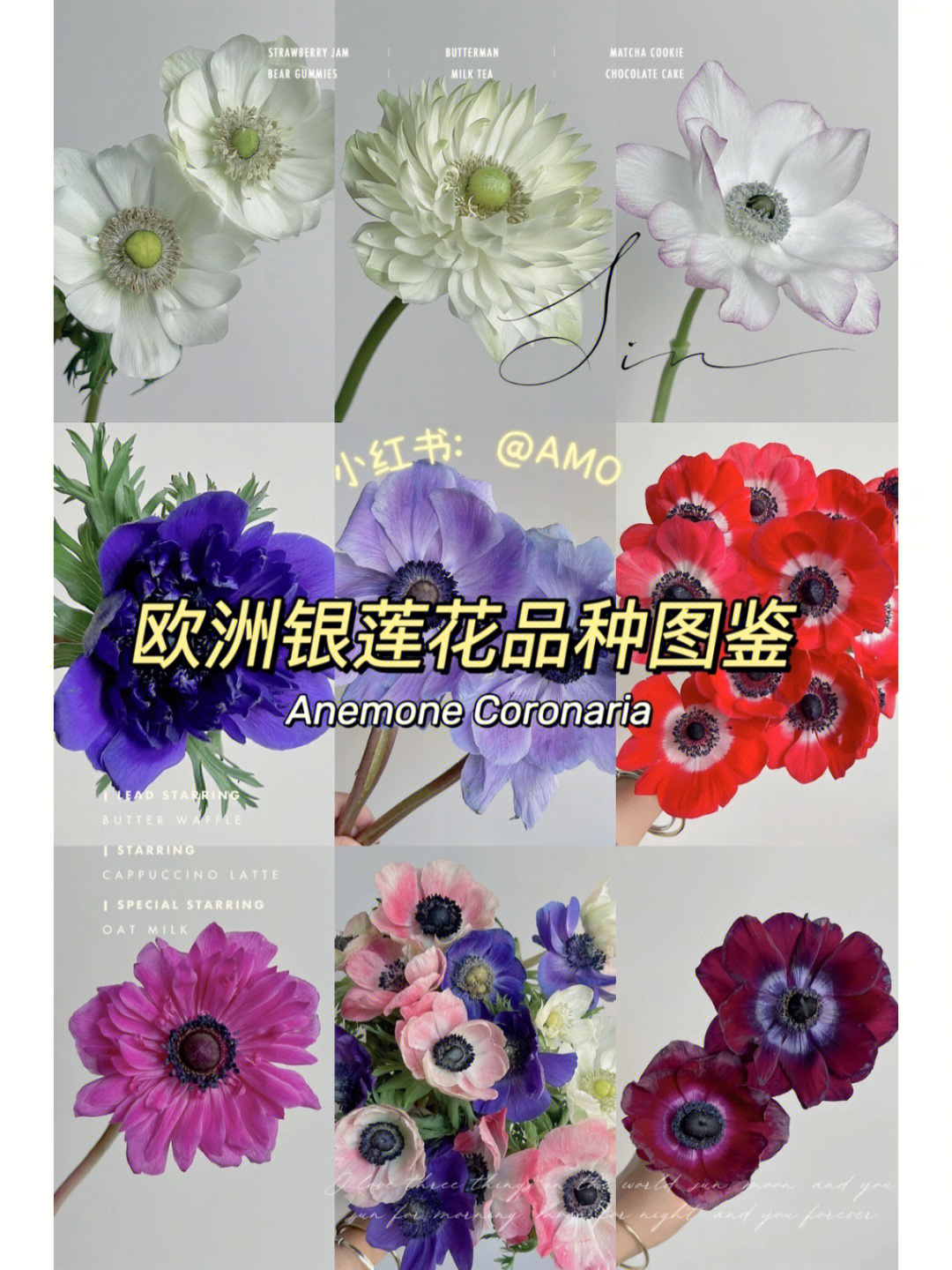 欧洲银莲花的花语图片