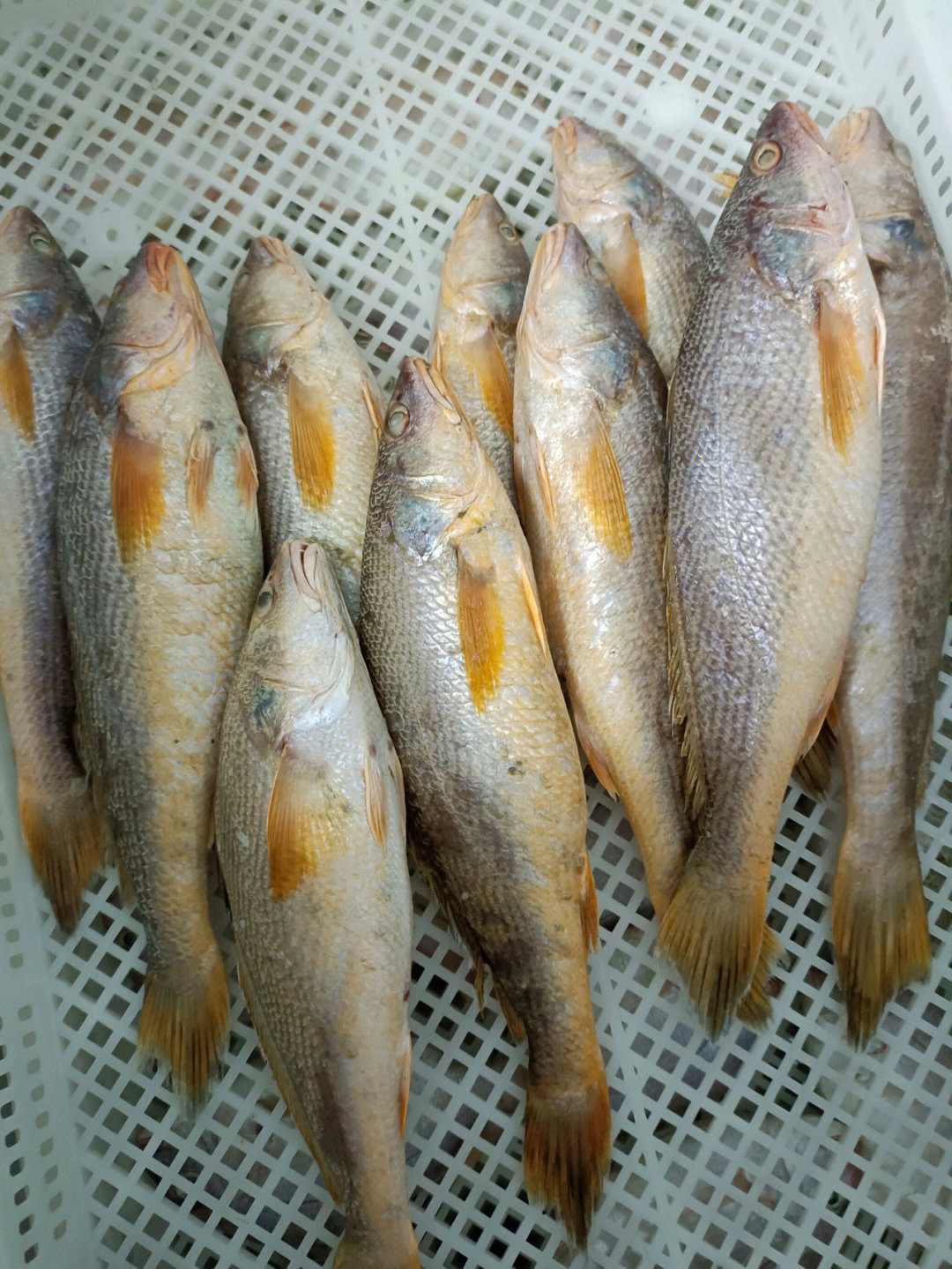 印尼黄姑鱼图片