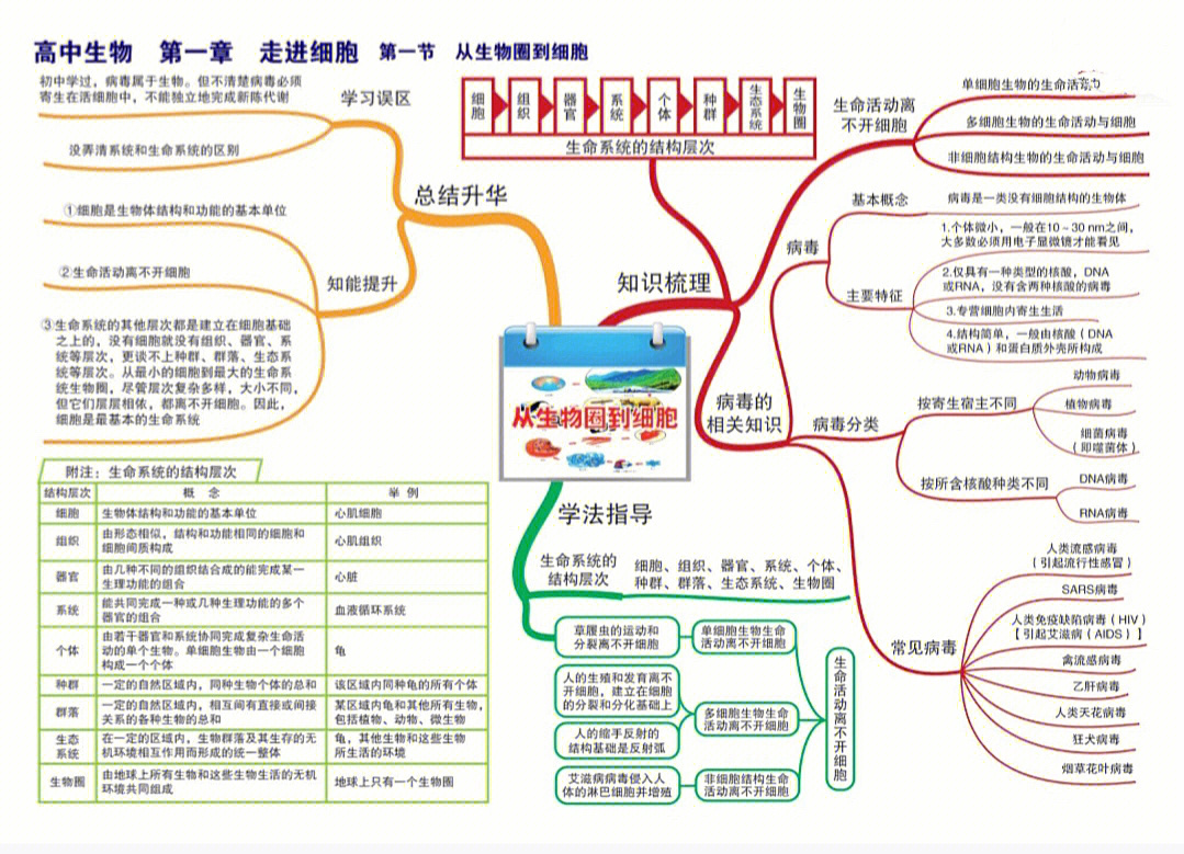 高中生物思维导图一