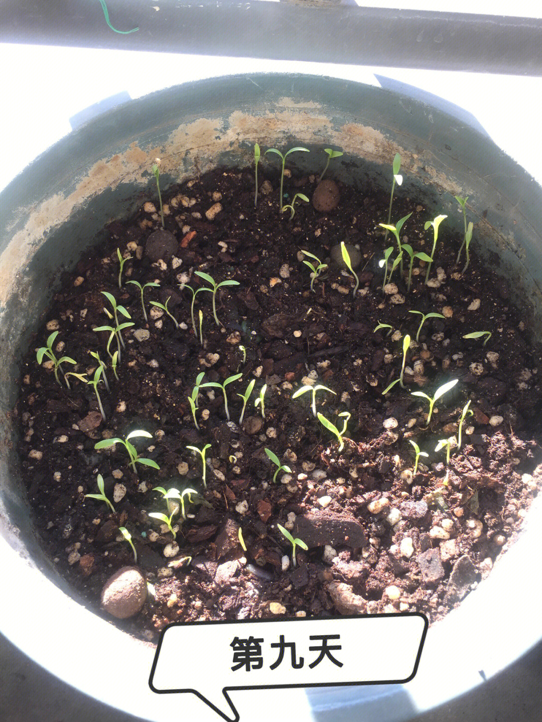 我的种植方法是:种子先放袋子里面把它压成两半,利于发芽