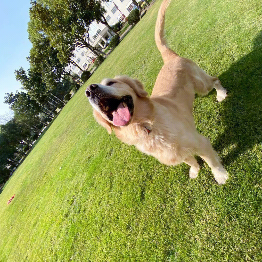 格力犬哈利保持出狗图片