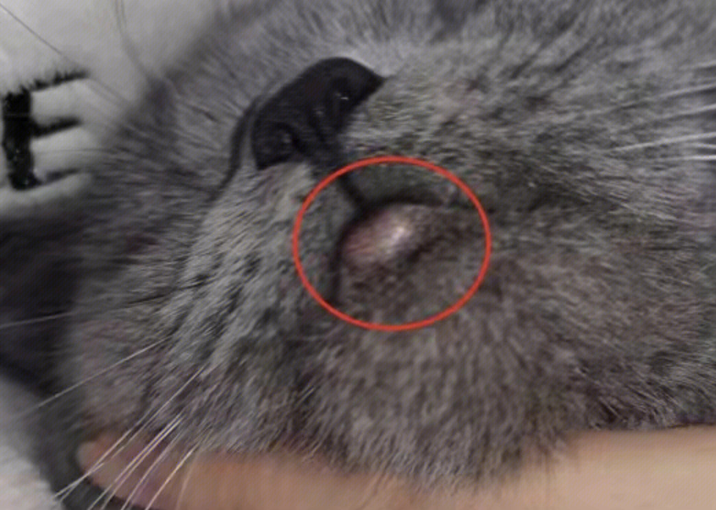 去年治好了一例嗜酸性肉芽肿的猫咪(全称叫:嗜酸性粒细胞性肉芽综合症