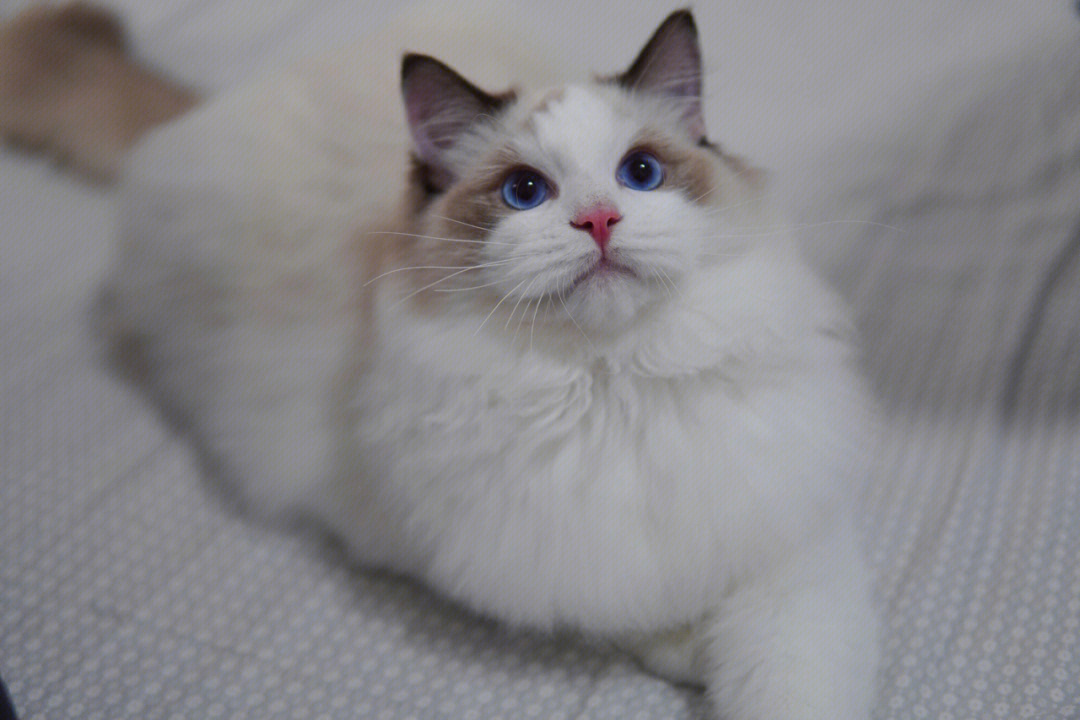 这是枫叶脸的布偶猫吗