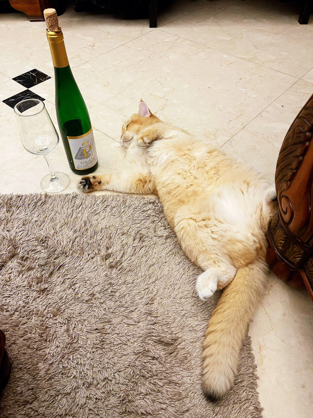 几个菜啊把自己喝成这样01猫咪醉酒