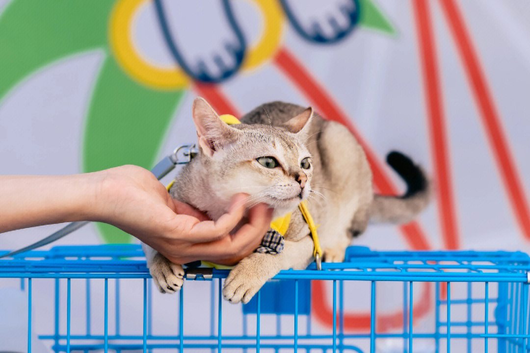 新加坡猫有多小图片