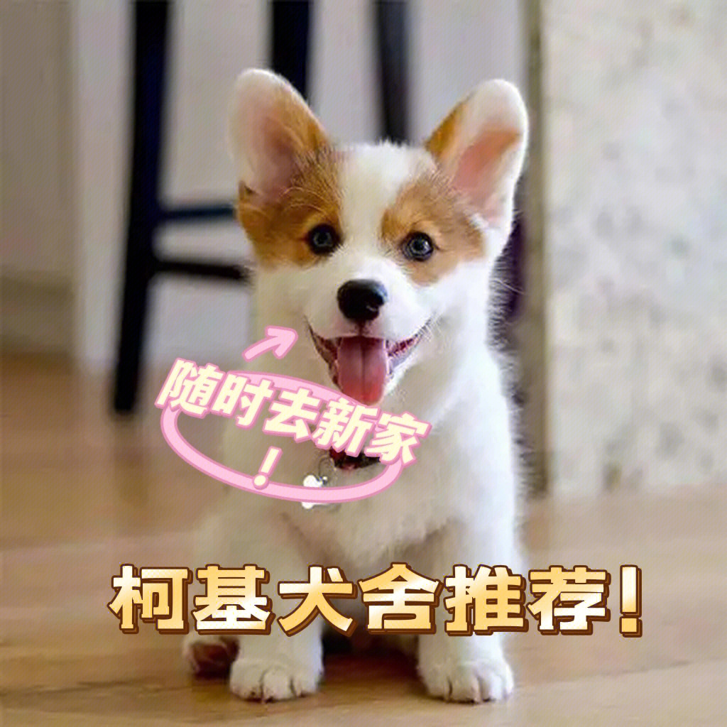 柯基犬的性格都是比较温顺