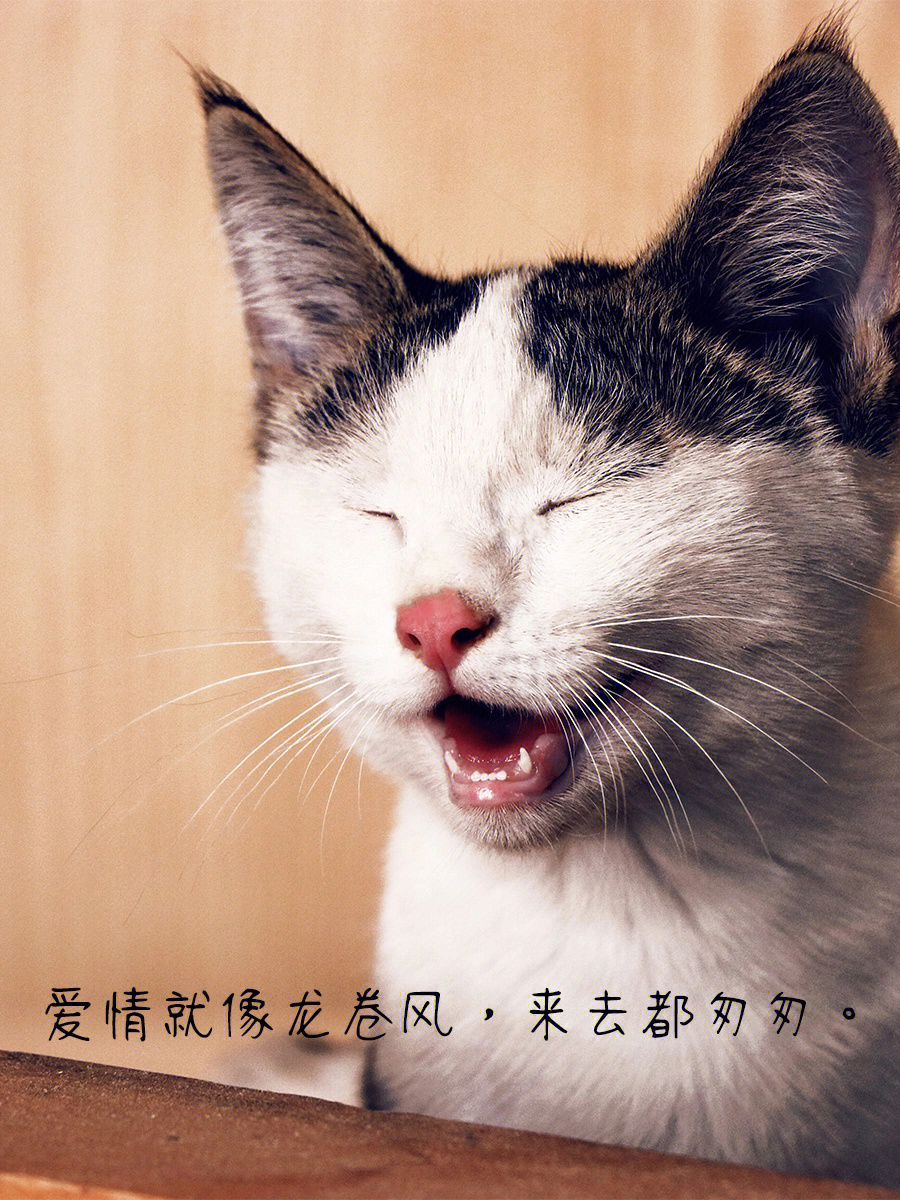 猫咪图片 唯美文字图片