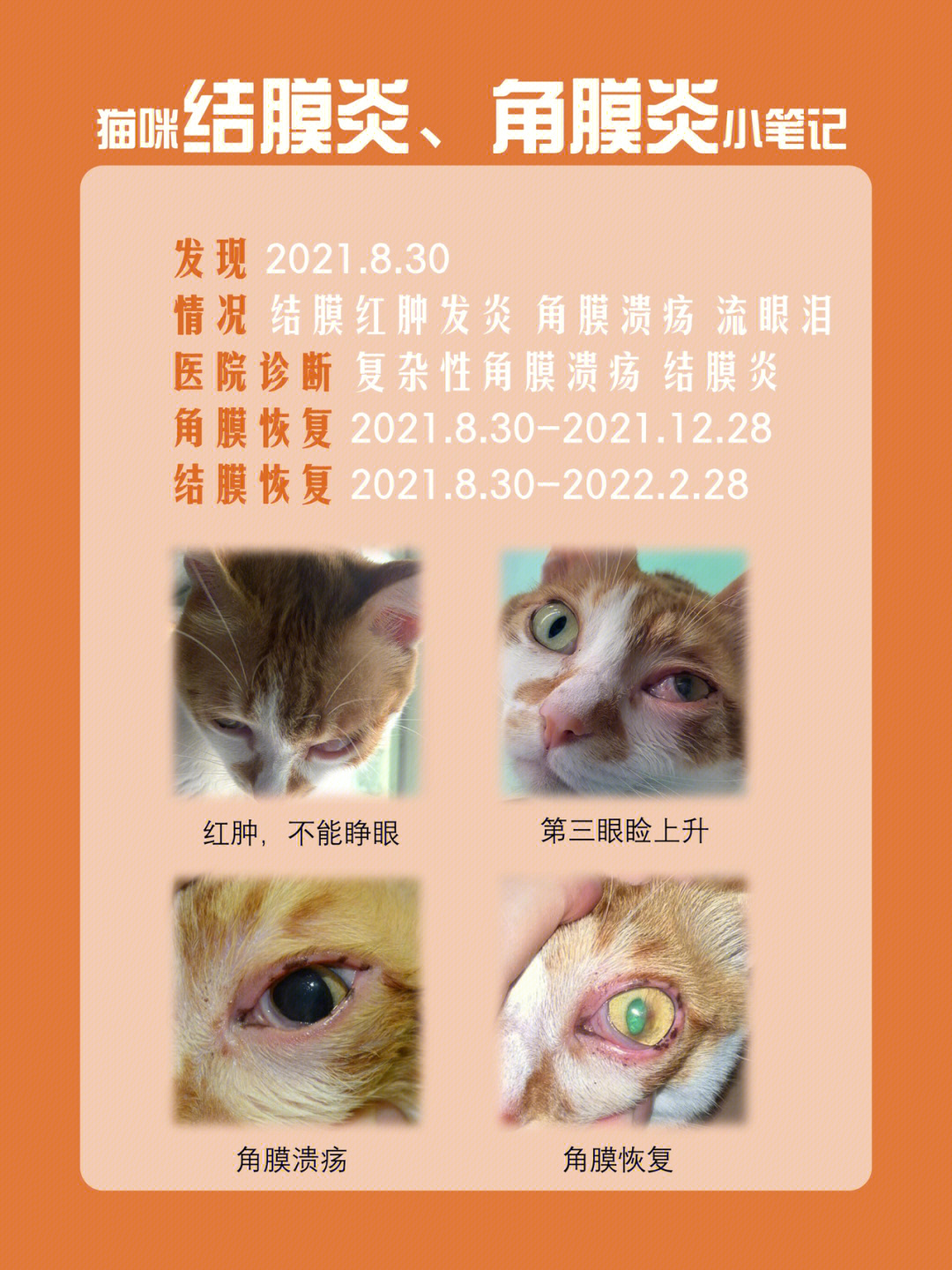 猫咪结膜炎,角膜炎治疗小笔记93