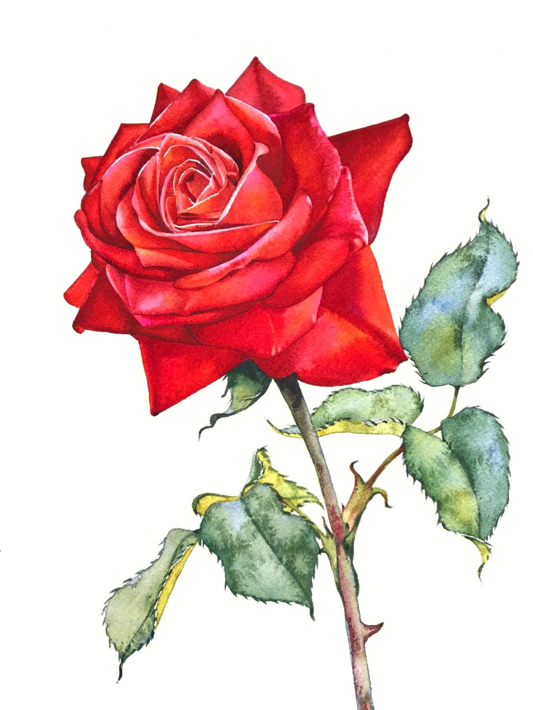水彩画玫瑰简单图片