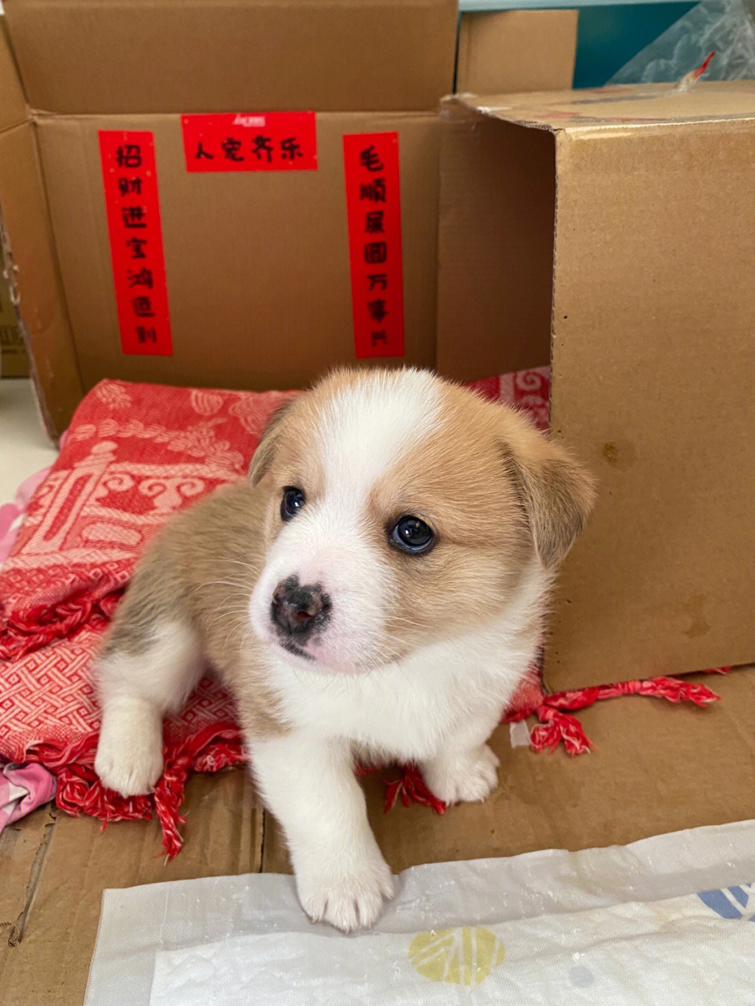 柯基77柴犬我的团团