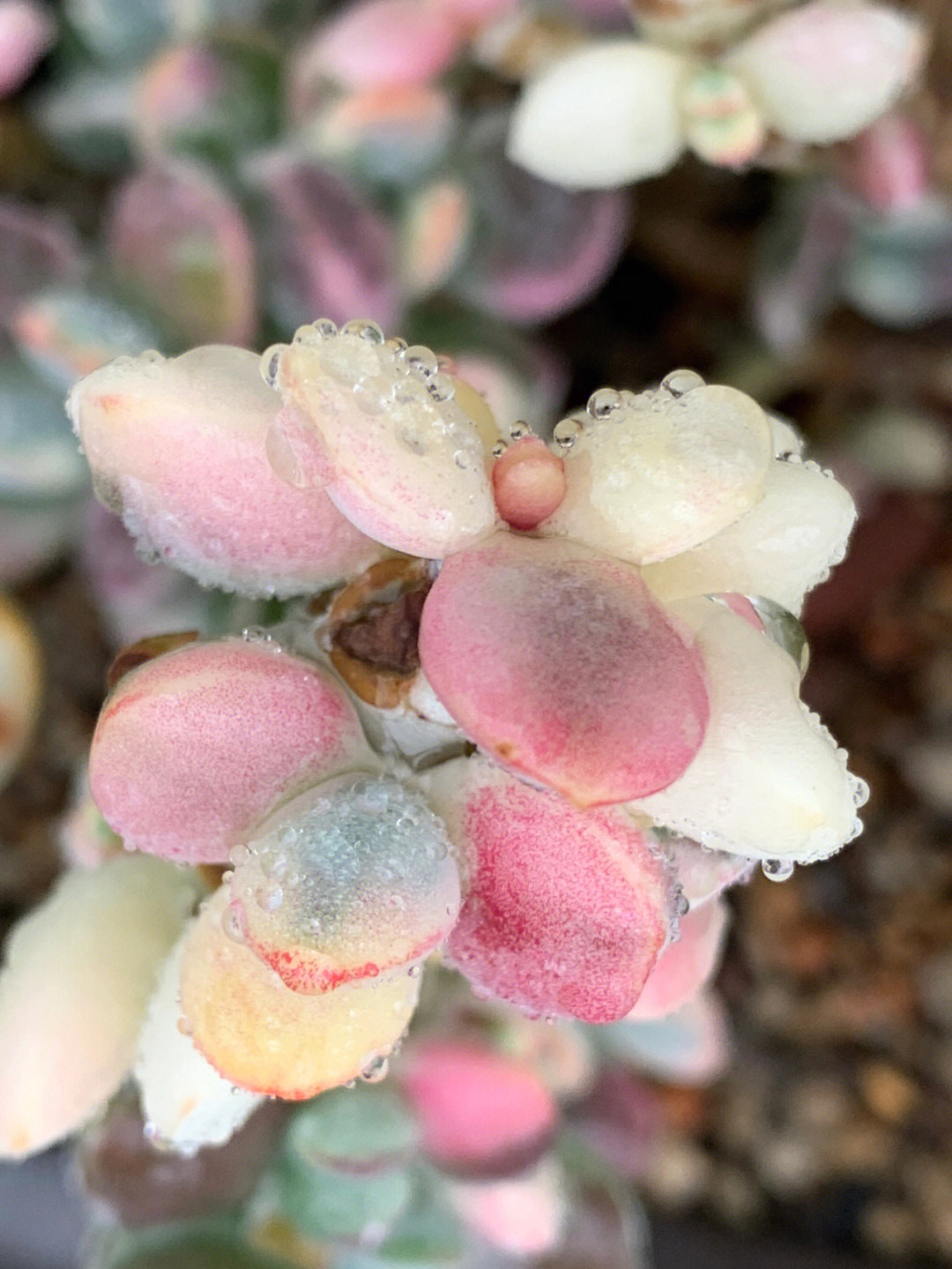 秋季的雨水,朦朦胧胧,细细密密给多肉的脸颊铺满了晶莹的水珠亮亮闪闪