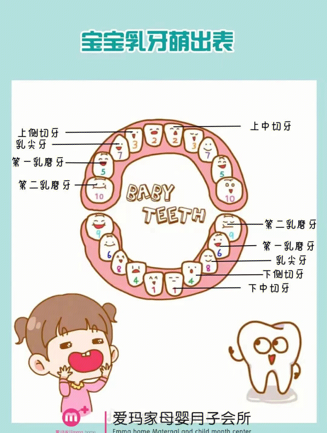 儿童长乳牙的顺序图图片