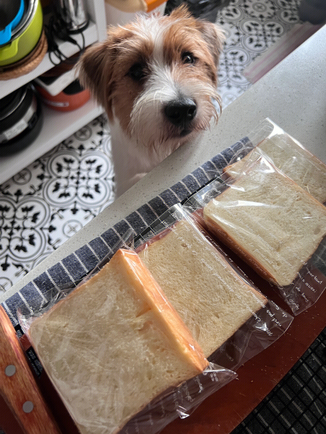 塑料袋面包狗梗图图片