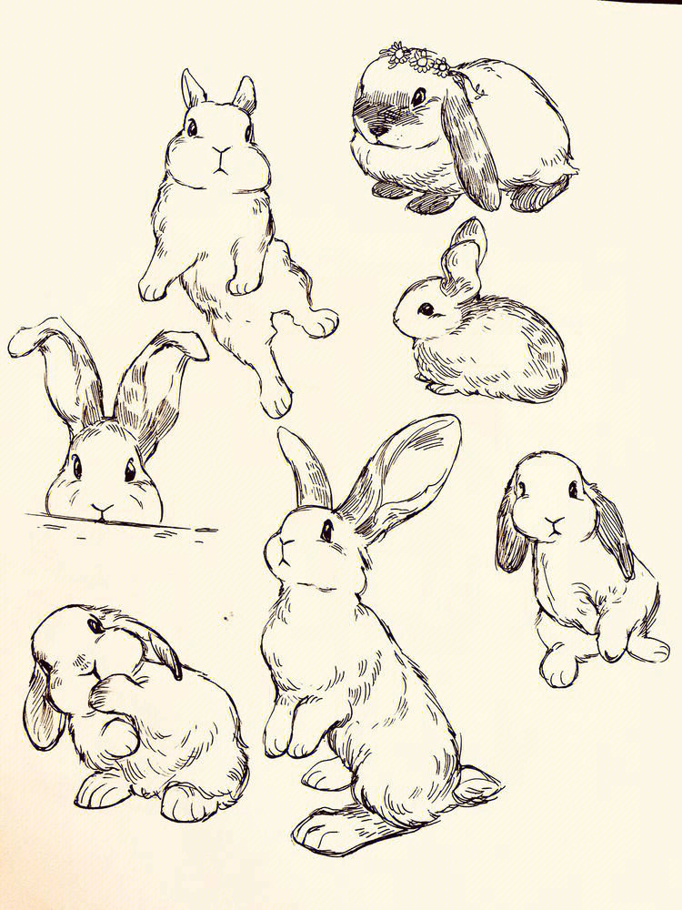 万能素材设计装饰画插画02白兔姿态速写