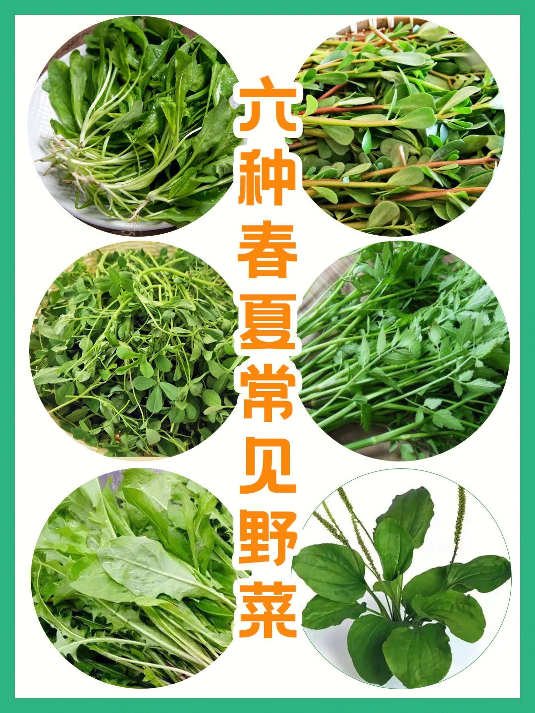 常见野菜名字图片