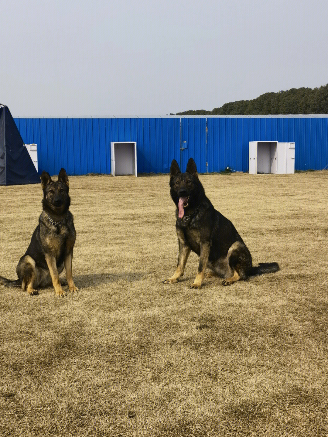 重庆德牧犬养殖基地图片