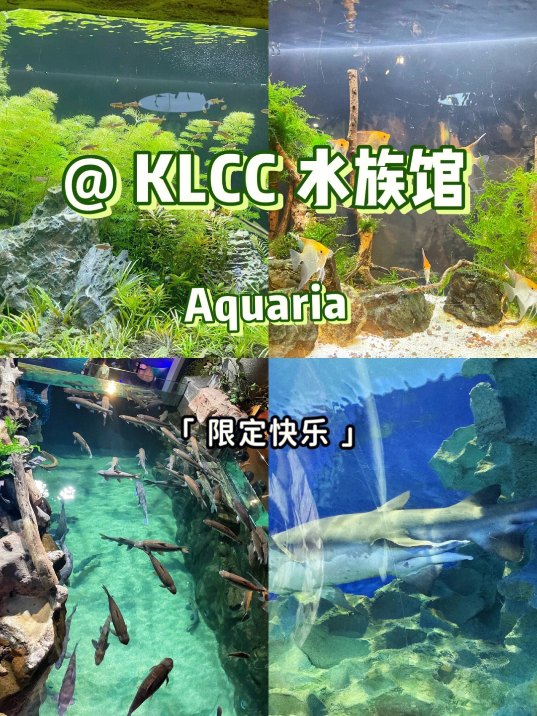 klccaquaria梦幻水族馆给你一秒回到童年