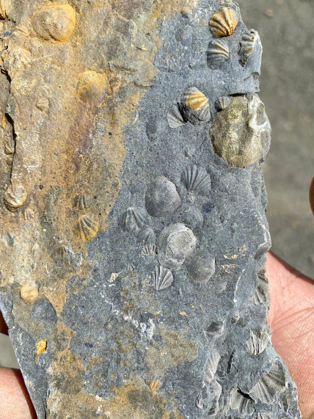 腕足类化石大理石图片