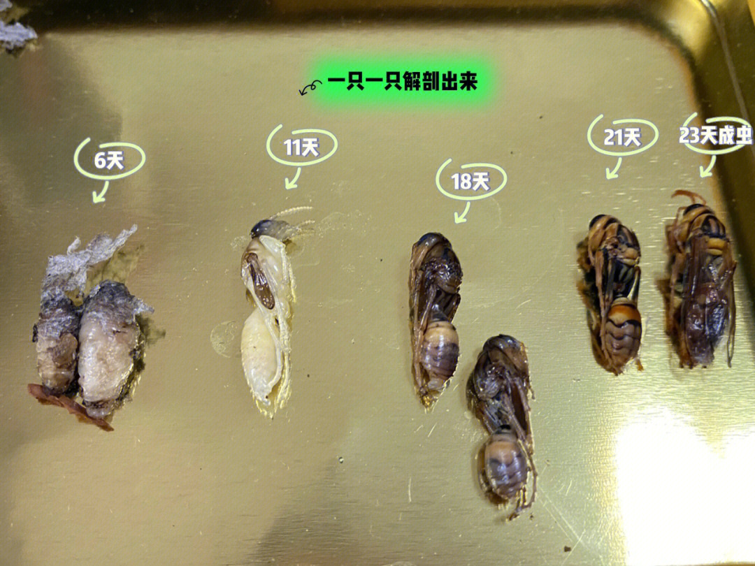 昆虫解剖马蜂窝