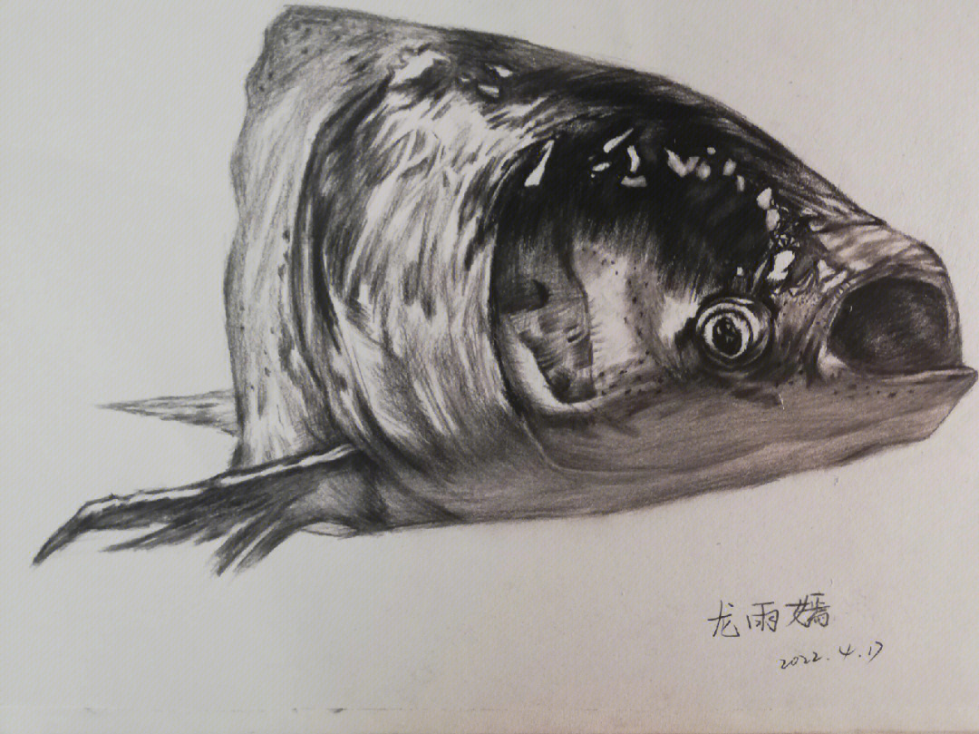 逼真素描鱼头画法