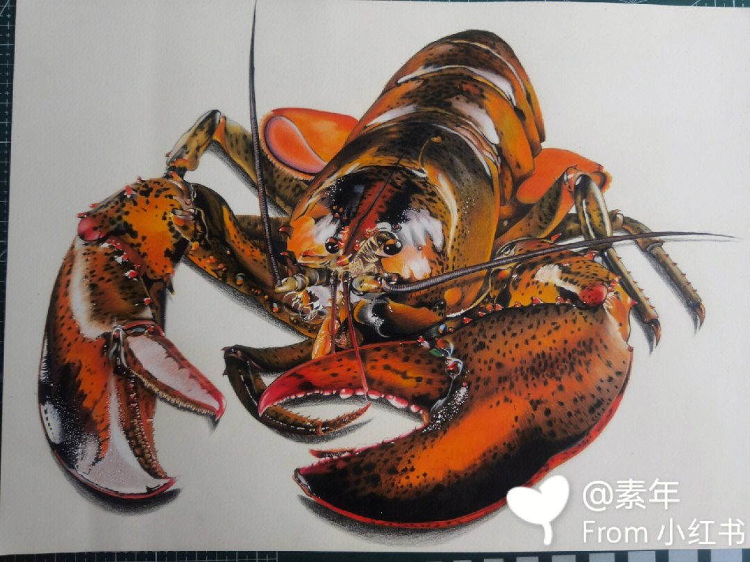 龙虾彩铅图片