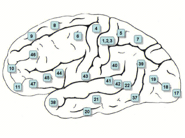 人类大脑皮层的布罗德曼分区brodmann