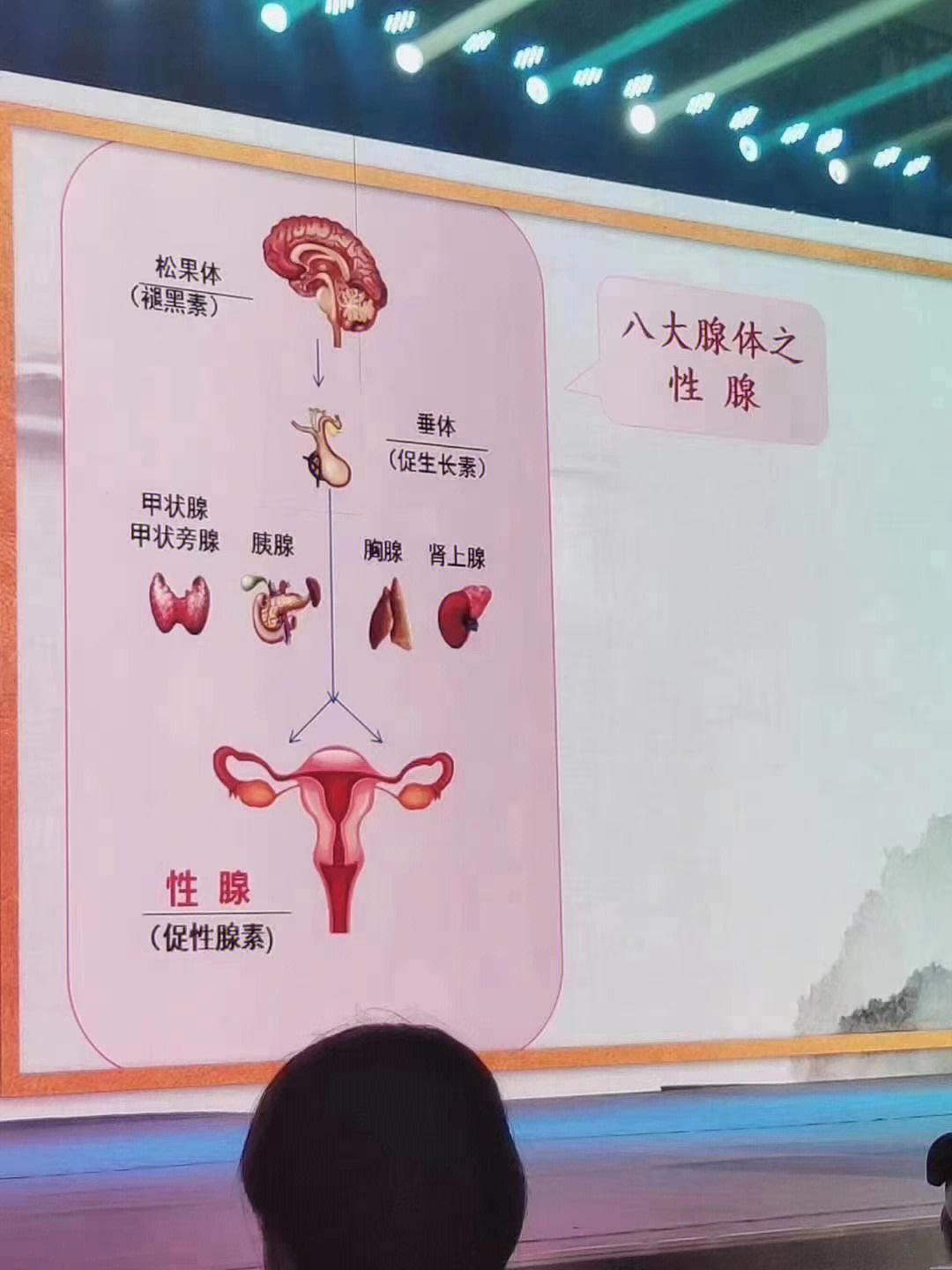 人体八大腺体顺口溜图片