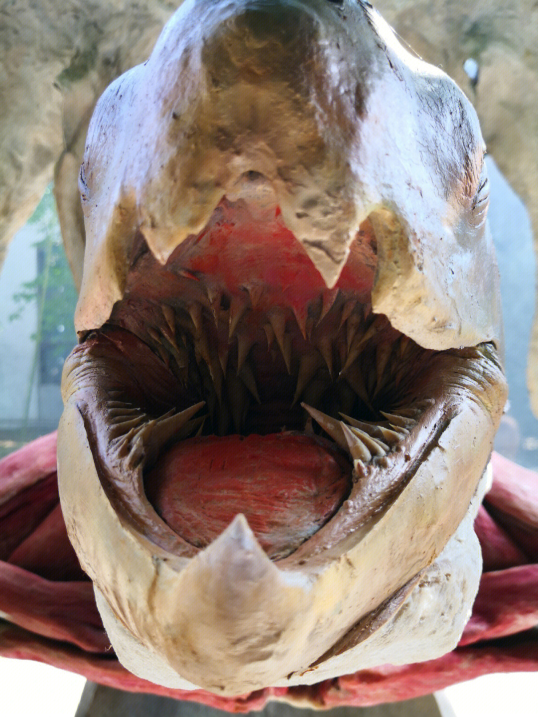 棱皮海龟口腔图片