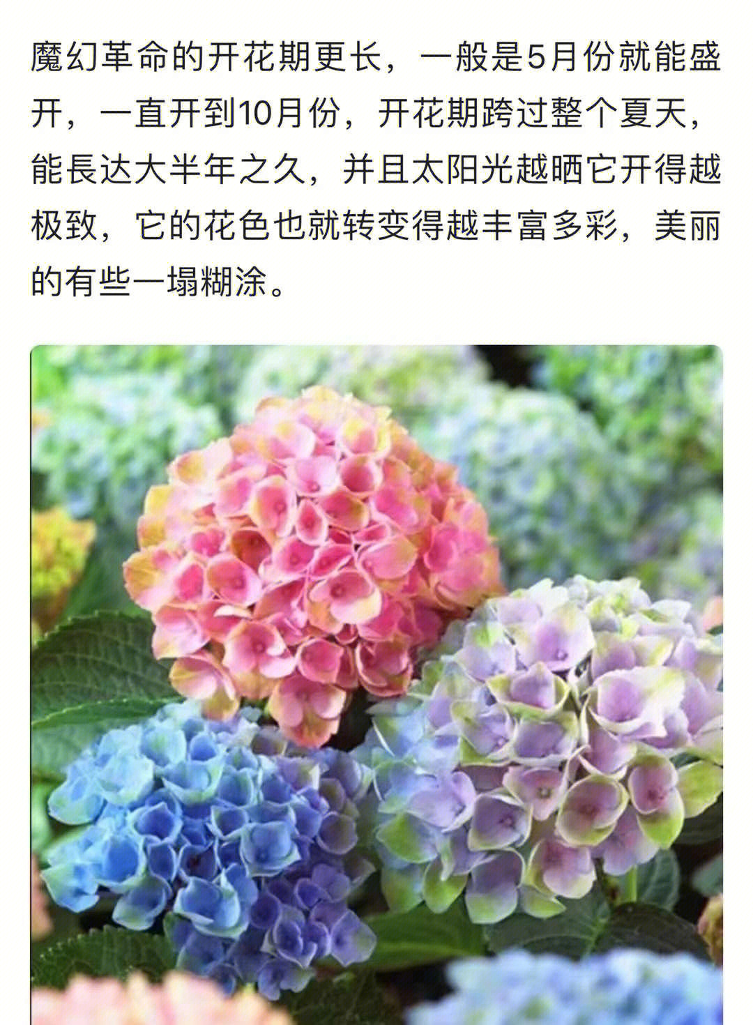 魔幻花火绣球图片