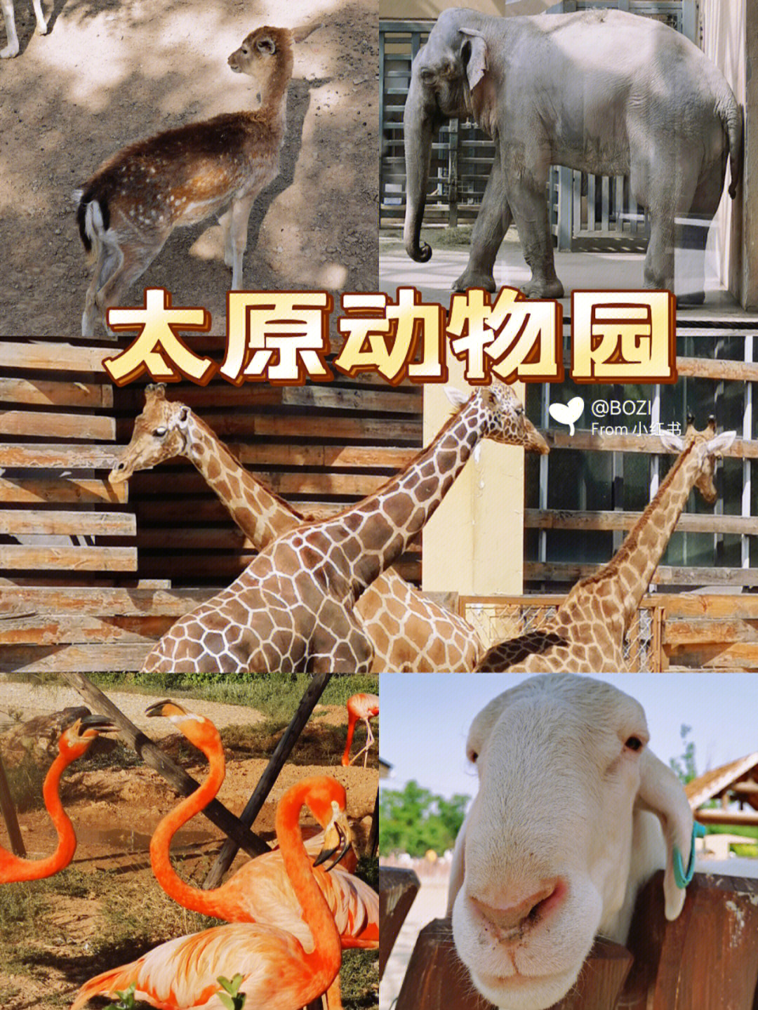 太原动物园游览路线图片