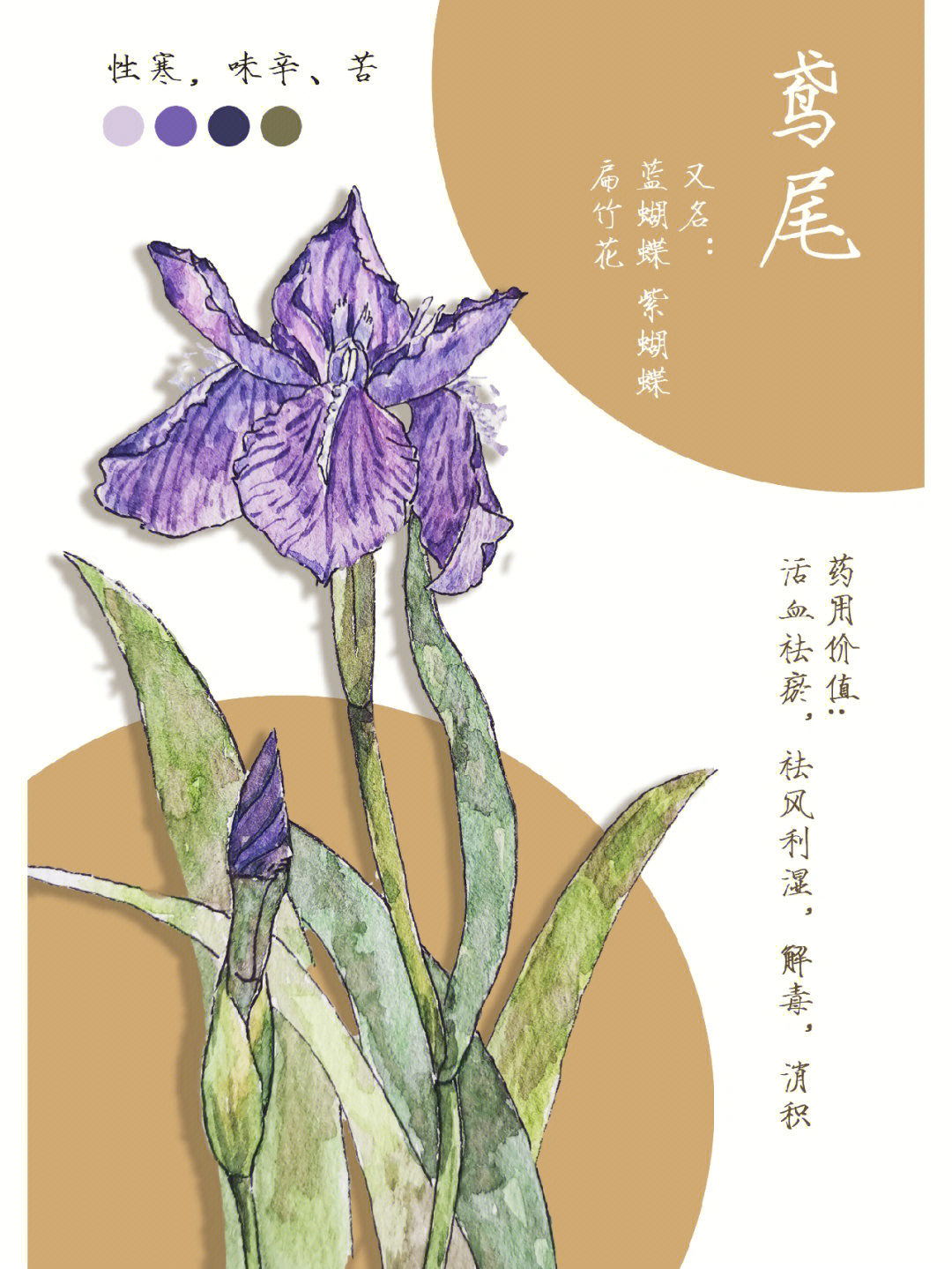 鸢尾花胎记图片