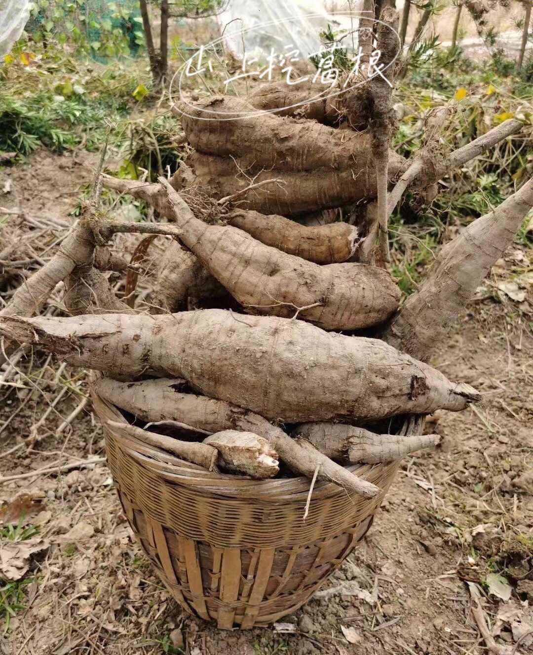 湖南省最大葛根基地图片