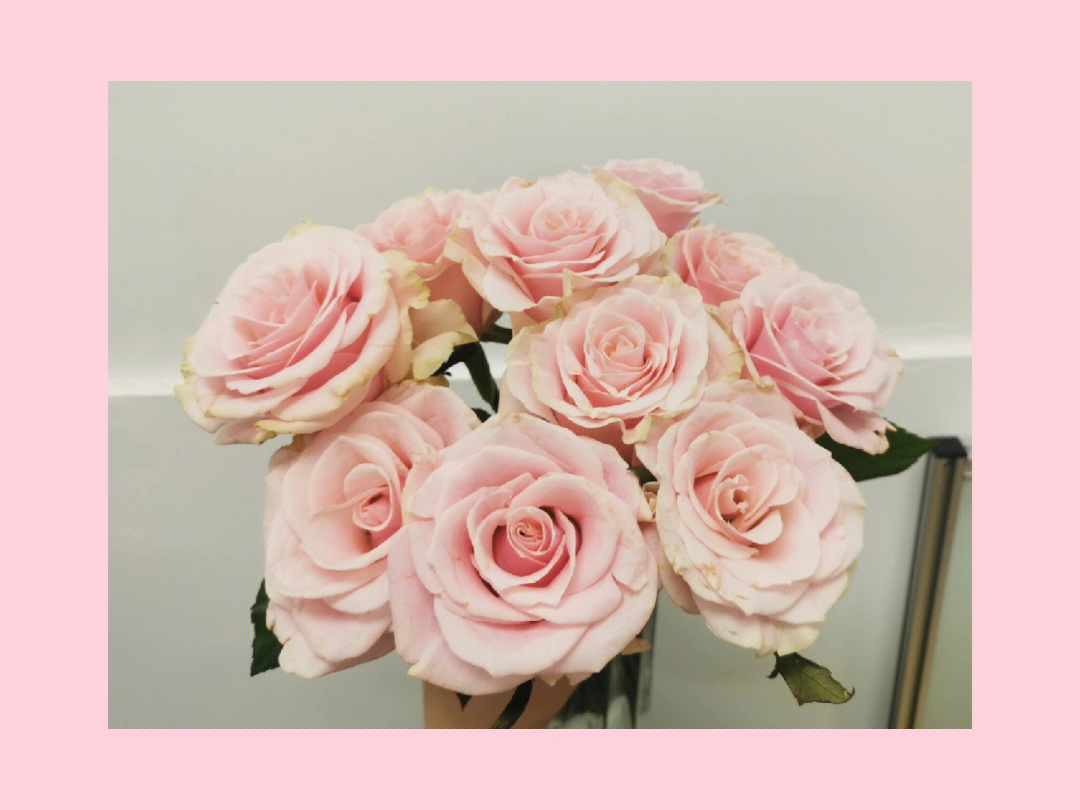 粉色主题玫瑰